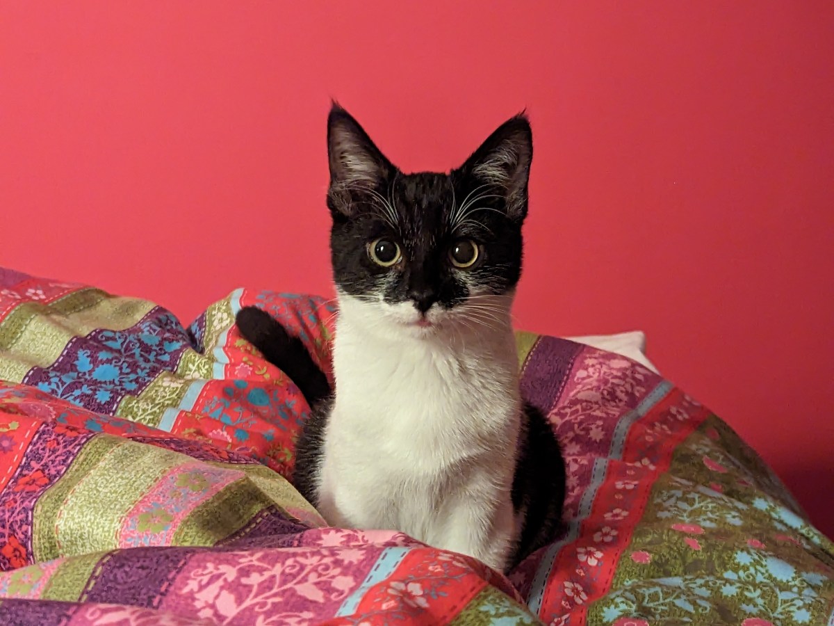 Poem Published: The Cat of&nbsp;Frigiliana