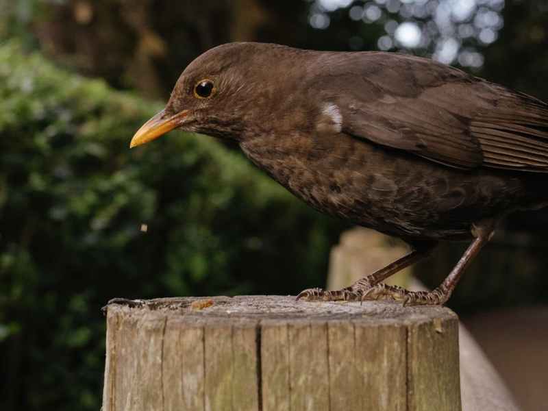 RSPB National Poetry&nbsp;Day